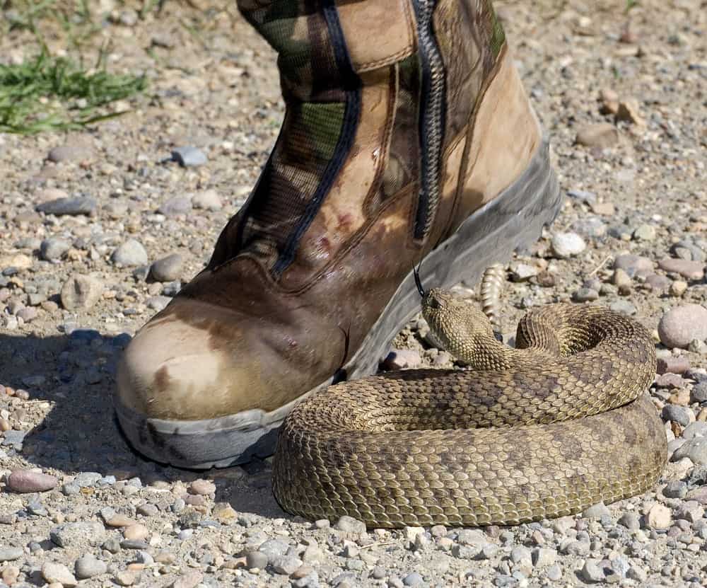 snake boots for hunting